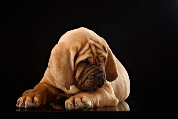 kontanter spansk doggy stil kontanter spansk doggy stil