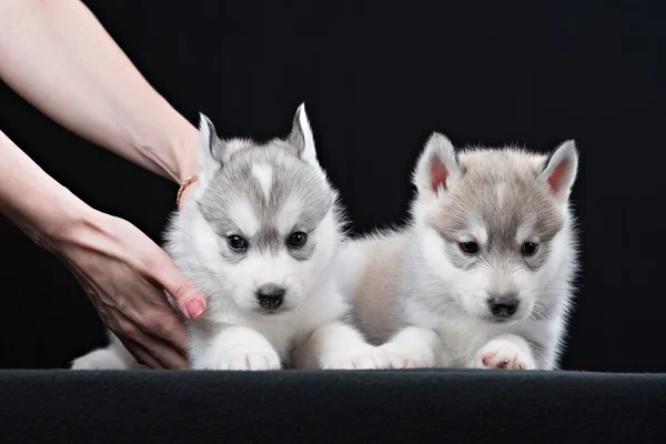 Two Little cute puppy of Siberian husky dog in studio over black