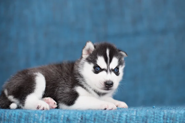 A beautiful Husky puppy with pretty blue eyes on a blue background.