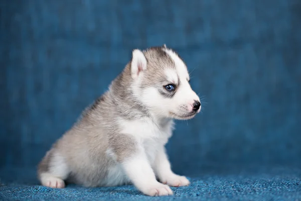 A beautiful Husky puppy with pretty blue eyes on a blue background.