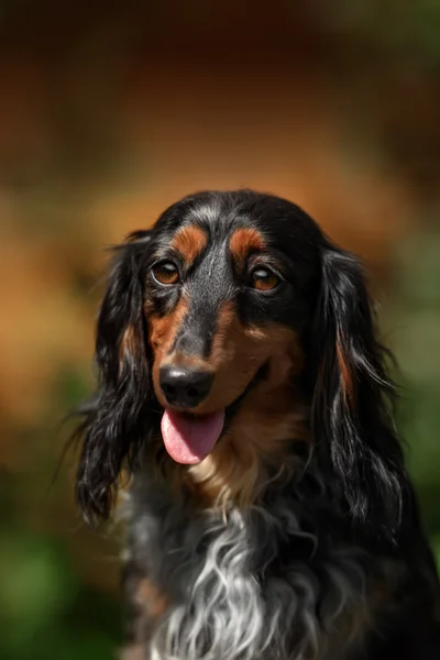 Portrait of dog breed short haired dachshund