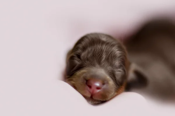 Cute little newborn whelps lying together with her mom and sleeping.