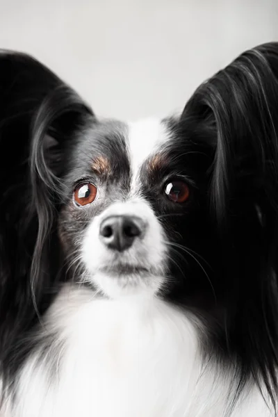 Close-up portrait of a papillon breed dog. Isolated on a white background