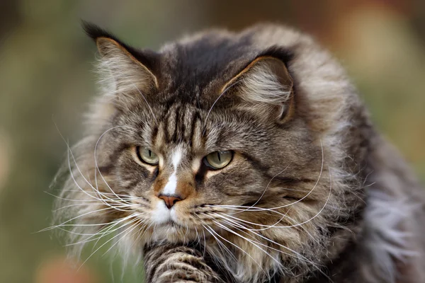 Maine coon cat outside with a curious look on his face.