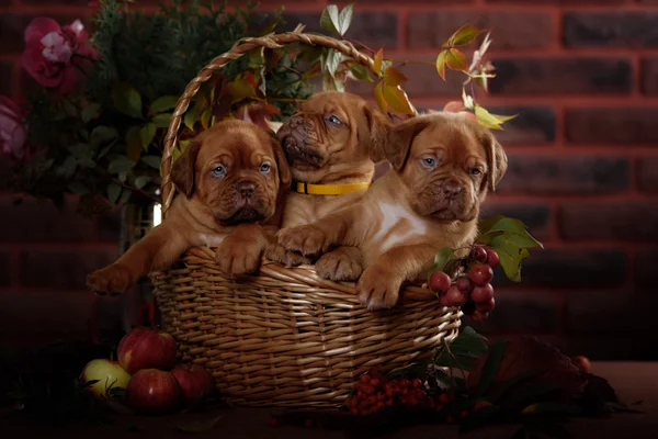 Group Bordeaux puppy dog sitting in a basket. Autumn portrait