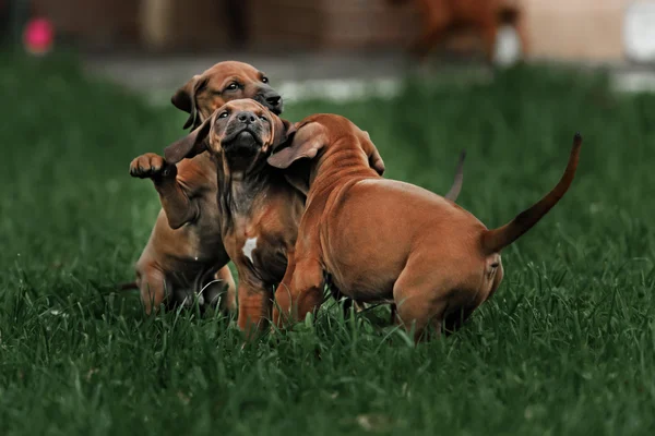 Adorable little Rhodesian Ridgeback puppies playing together in garden. Funny expressions in their faces. The little dogs are five weeks of age.
