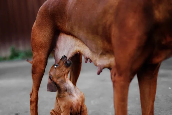 Adorable little Rhodesian Ridgeback puppies playing together in garden. Funny expressions in their faces. The little dogs are five weeks of age.