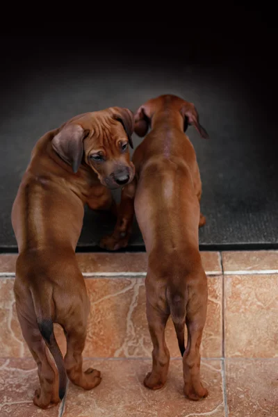 Adorable little Rhodesian Ridgeback puppies playing together in garden. Funny expressions in their faces. The little dogs are five weeks of age.
