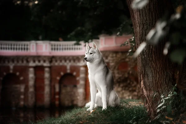 Beautiful Siberian Husky dog like a wolf