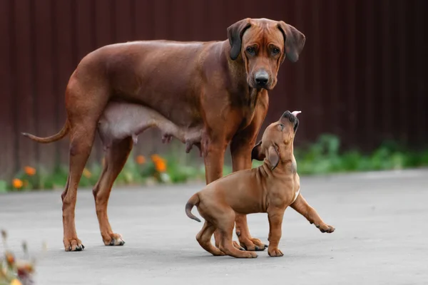 Adorable little Rhodesian Ridgeback puppies playing together in garden. Funny expressions in their faces. The little dogs are five weeks of age.