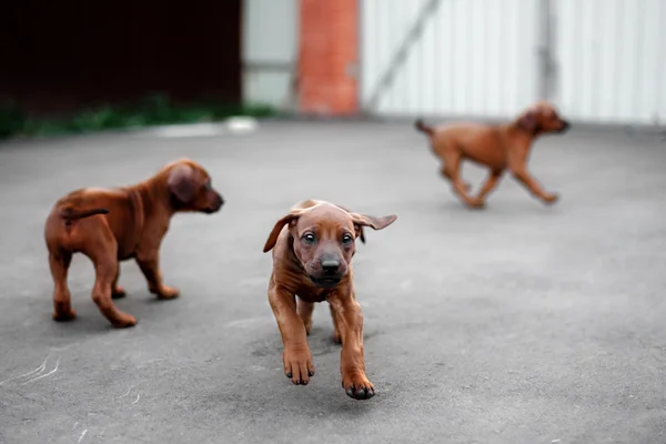 Adorable little Rhodesian Ridgeback puppies playing together in garden. Funny expressions in their faces. The little dogs are five weeks of age.