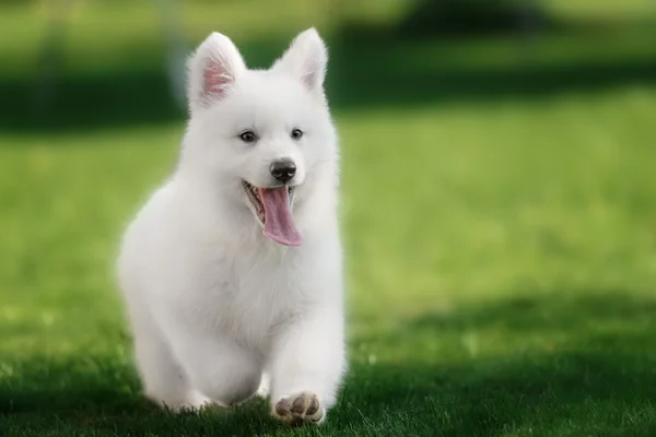 Two White Swiss Shepherds puppies