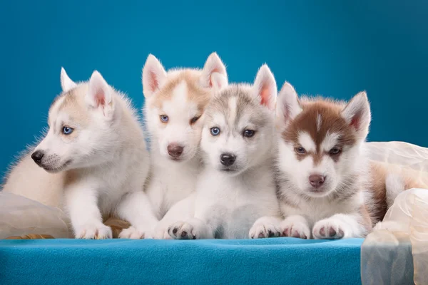 Four puppies of husky