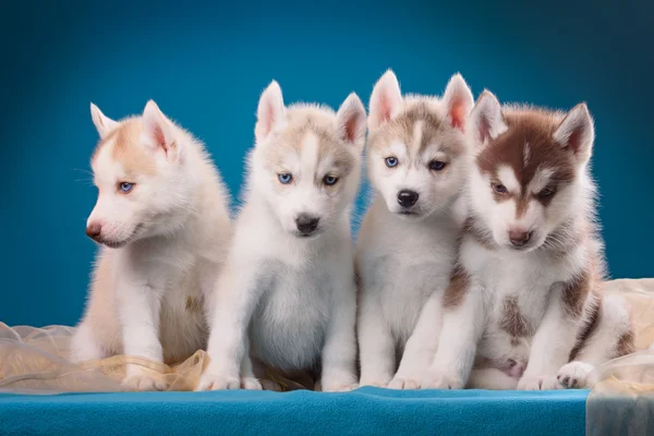 Four puppies of husky