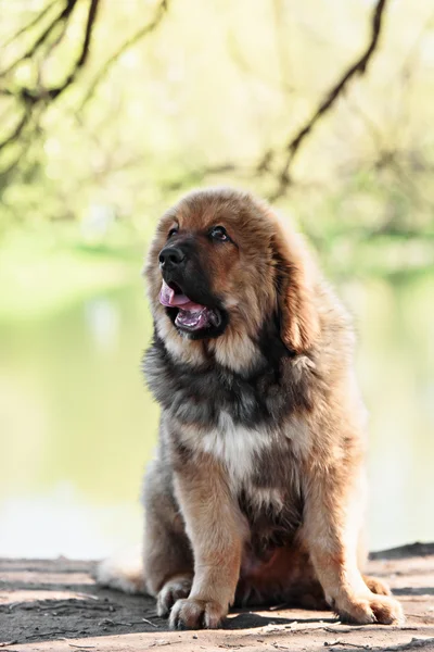 Tibetan Mastiff puppy