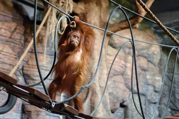 Orangutan with crazy
