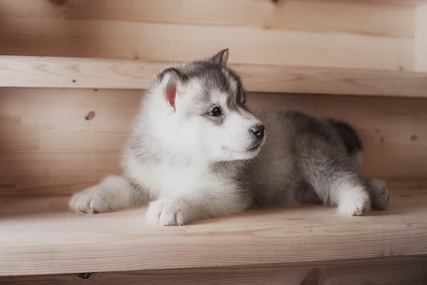 One puppy dog of siberian husky breed  on wooden floor