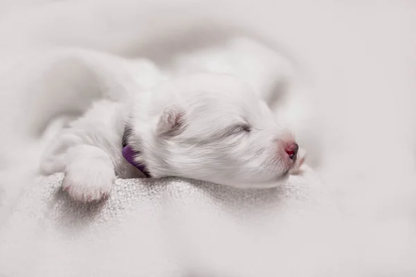 Adorable sleeping white puppy