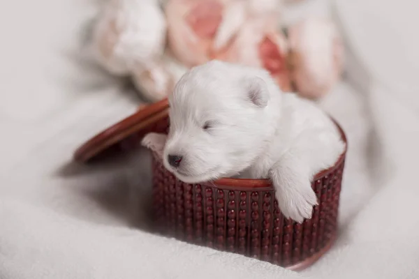 Adorable sleeping white puppy