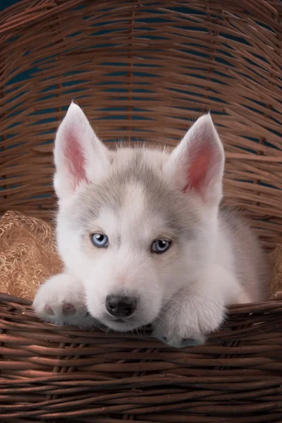 Charming puppy Husky with blue eyes stares into the camera and play