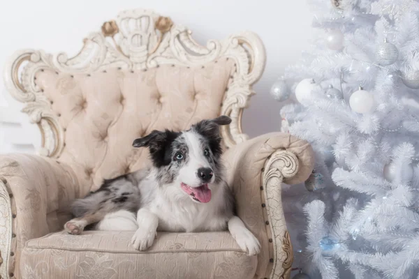 Border collie dog lying down on white Christmas lights