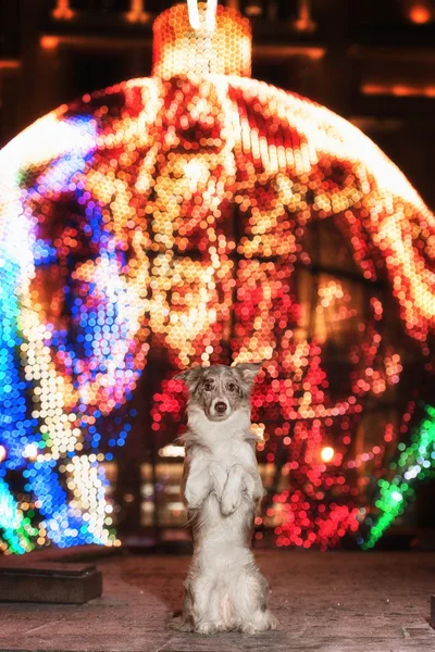 Border Collie illuminated light