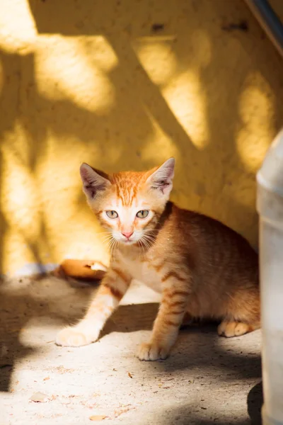 Funny little ginger kitten on the island of Thassos