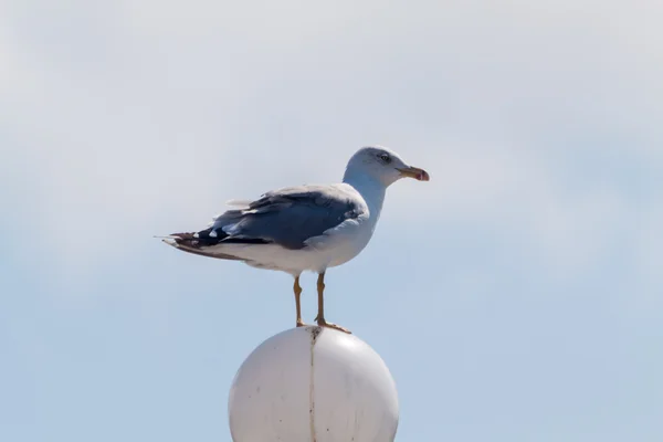 Seagull sitting on a lamp on the island of Thassos