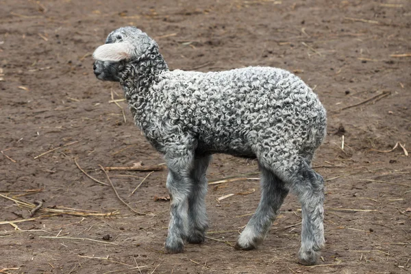 Little lamb young gray