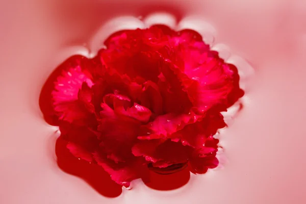 Fresh carnation with drops on the petals and reflection in red water