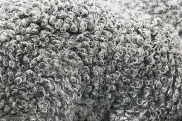 Sheepskin Background closeup