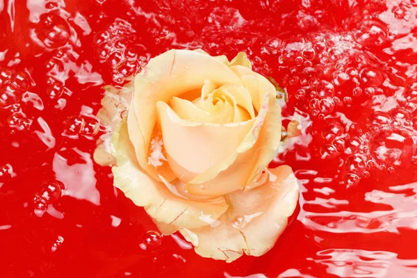 Beautiful fresh rose with drops and reflection in the water