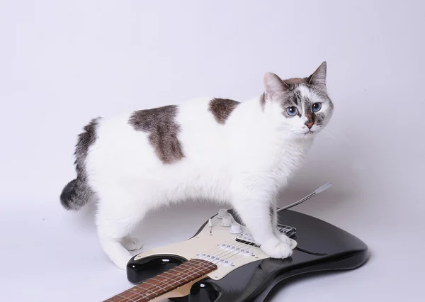 Blue-eyed cat on the electric guitar