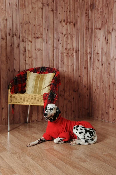 Dalmatian in a red sweater in the autumn interior