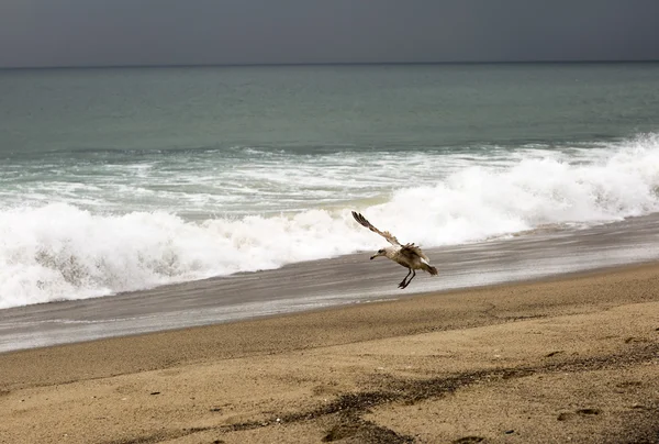 Bird flies over the Pacific ocean.
