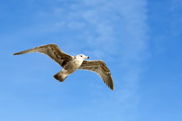 Portrait of birds flying against the blue sky.