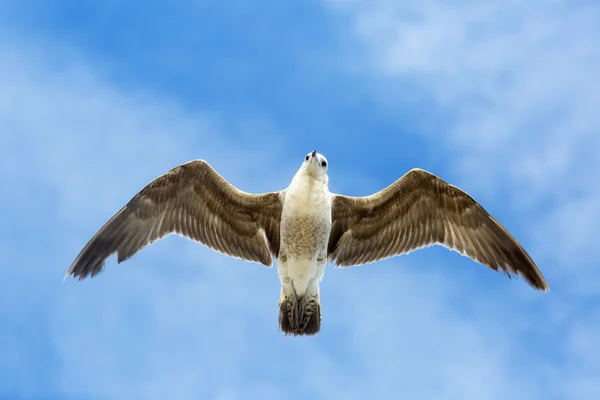 Portrait of birds flying against the blue sky.