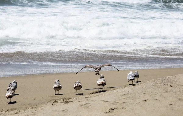 Portrait birds on a background of ocean waves.