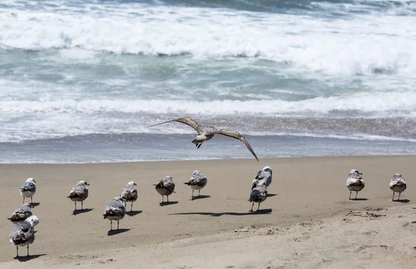 Portrait birds on a background of ocean waves.