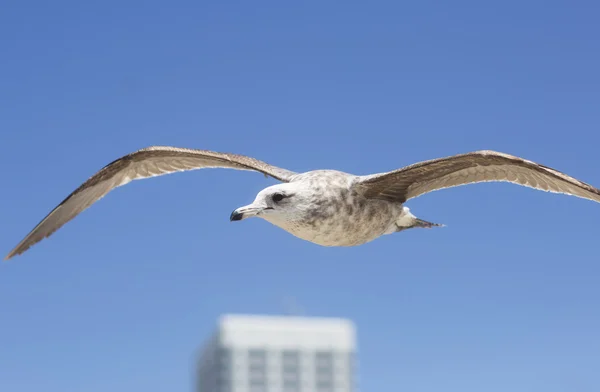 Portrait of bird flying against the blue sky.
