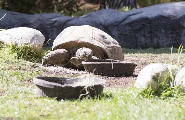 Very big old turtle.