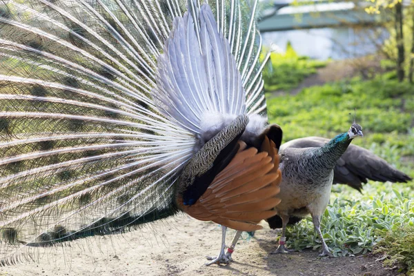 Javanese peacock during the mating period.