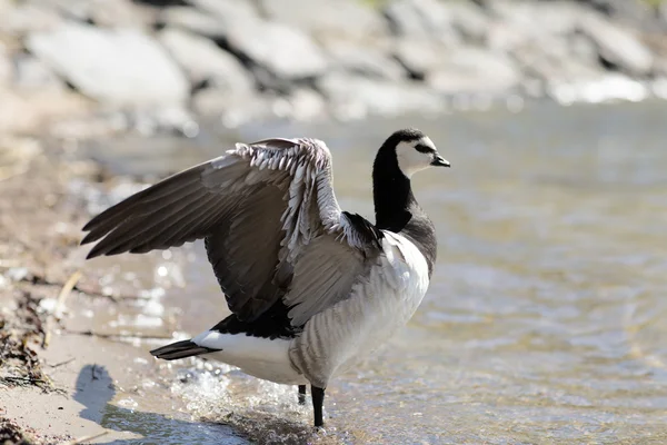 Barnacle Goose standing on the beach.