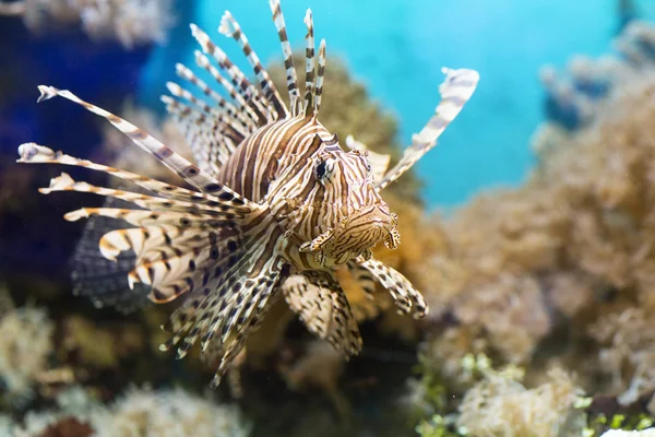 Fish swims in the aquarium, Zebra winged.