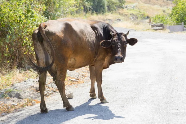 Portrait of a village cow.