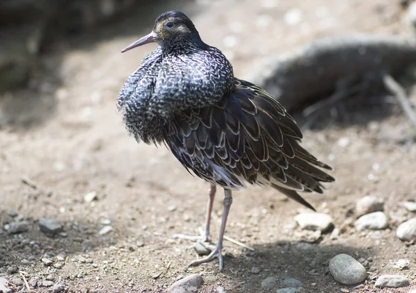 Bird Ruff among the stones.