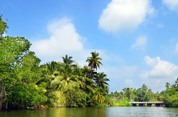 The coast of tropical river