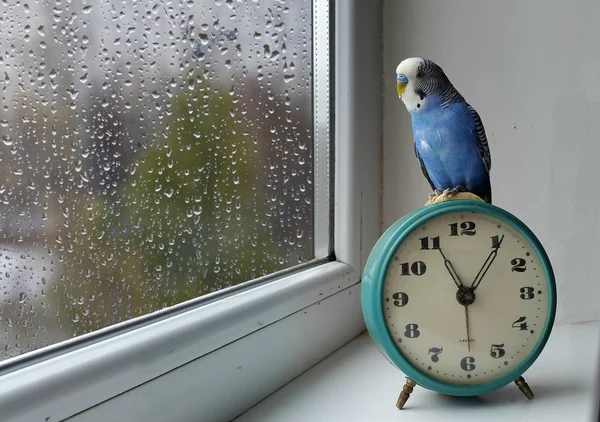 Bird. Window. Parrot and clock. Fauna. Best Shots