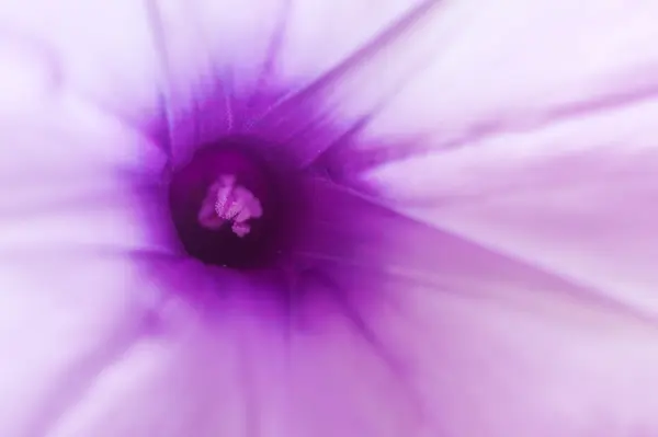 Macro purple flower blured background