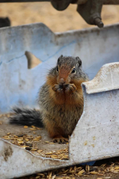 Gopher in a brocken plastic box eating grain